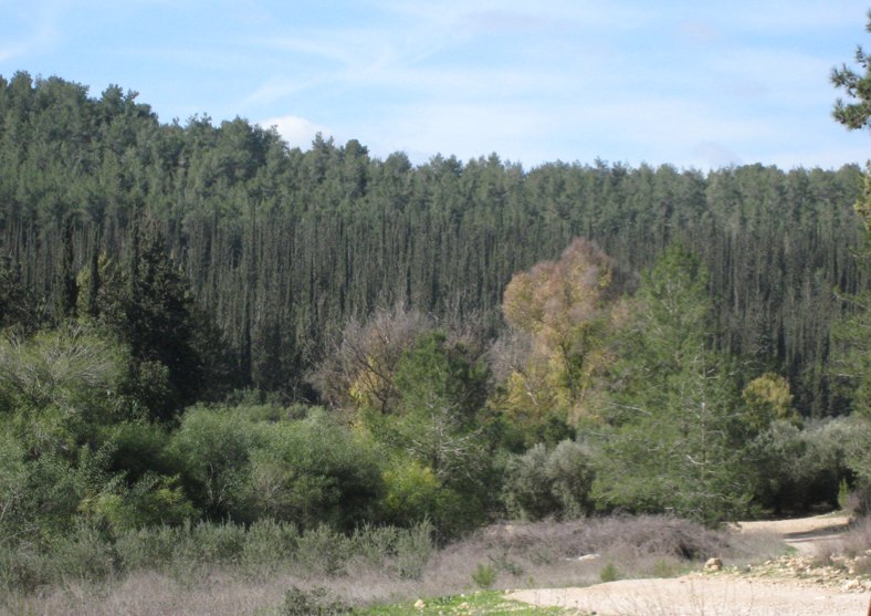 Forest View