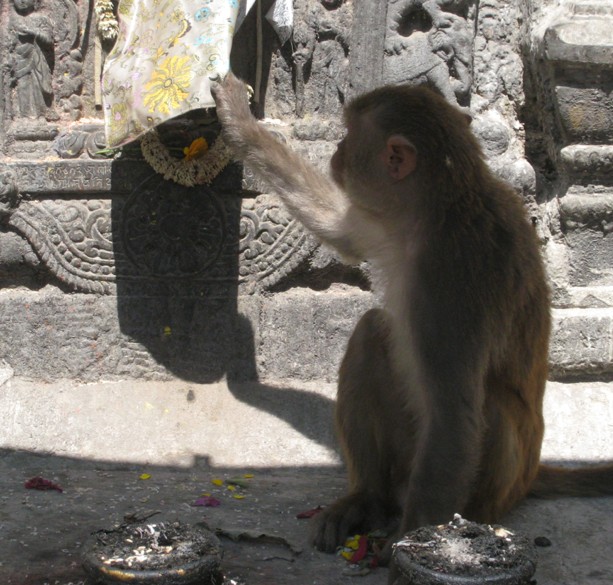 Monkey